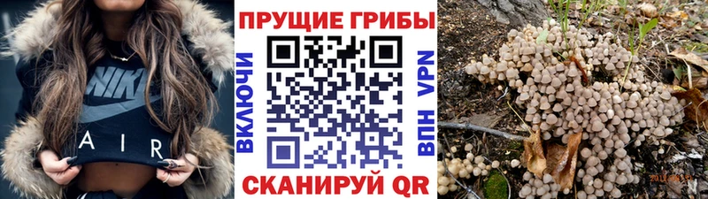 Галлюциногенные грибы прущие грибы  Тейково 